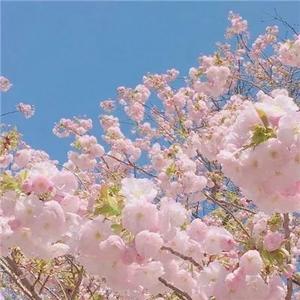 沃拄编文宠粉号头像