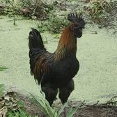 38度的乡村头像