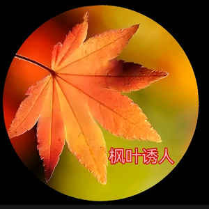 枫叶诱人头像