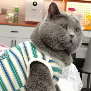 张发财是只猪头像