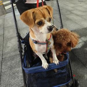 花朵儿妈妈 头像