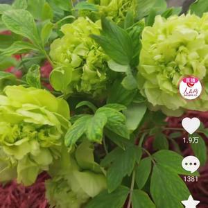 岛语lemon头像
