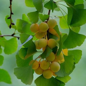 陈小仙儿2头像