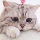 猫猫虫的快乐生活头像