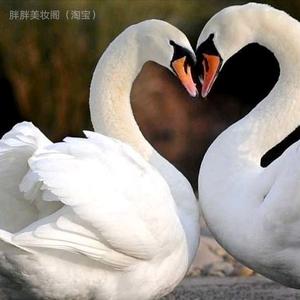 人生如初见c头像