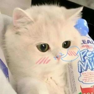 番茄3802576297674080头像