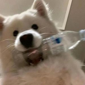 半根西瓜2头像
