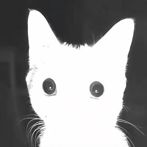 白色小猫头像