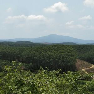 陈醉山林头像