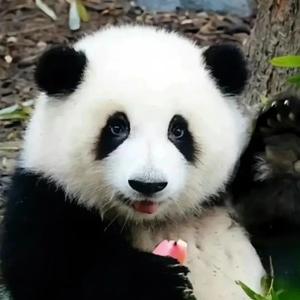 听我碎碎念头像