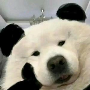 熊X头像