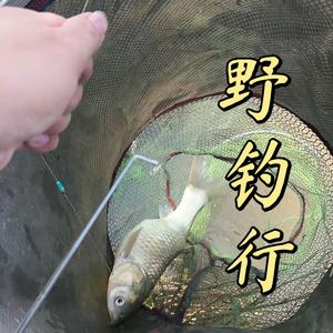 新三八萌头像