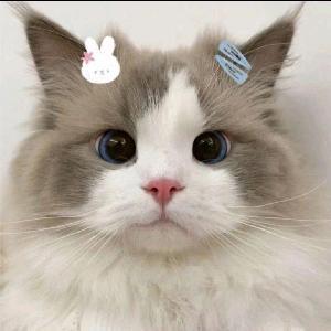 靓靓的汉堡包 头像