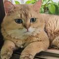 房东小马哥和他的猫头像