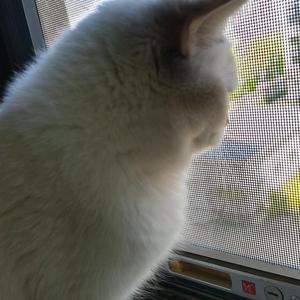 猫咪多多头像