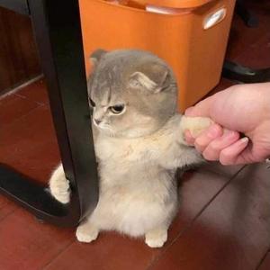 袁不羡头像