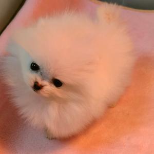 南宁萌猫萌狗头像