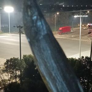 动物世界头像