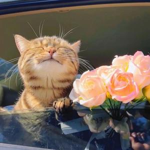 李小猫423头像