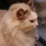 陈小呆的vlog头像