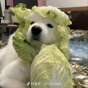 番茄299547750305463 头像