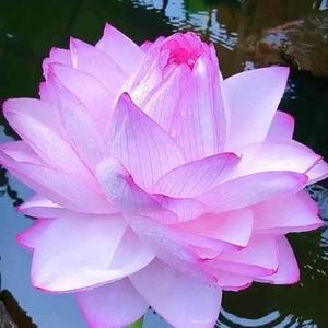 六妹能干不头像