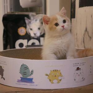 成都Cream曼基康猫舍头像