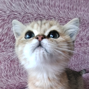 奶猫粽子头像