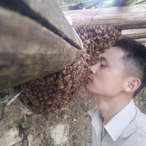 泰宁县开善乡花语蜜蜂养殖场头像