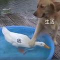 君是州头像