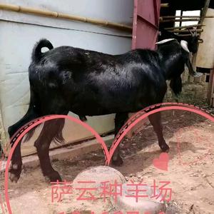 昆明萨云种羊场头像