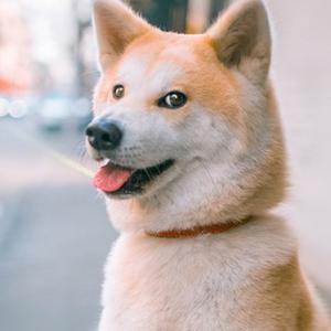 花满楼头像