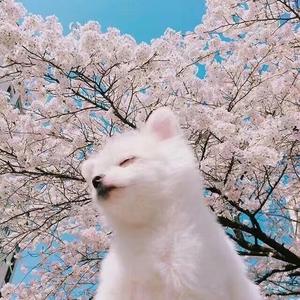 z大波浪头像
