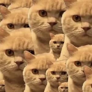 Mc橘猫兄头像