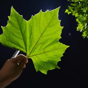 蘑菇家头像