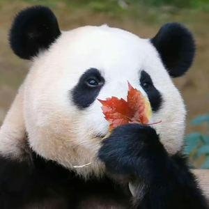 Q云朵头像