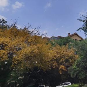 细嗅趋势头像