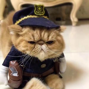 黄角树头像