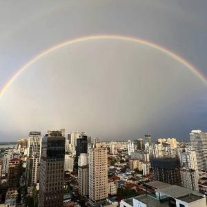 柬埔寨流浪猫头像