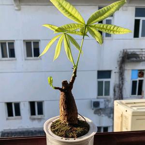 陈家三少15头像