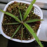 无名的法老q头像