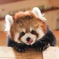Orangebubble头像
