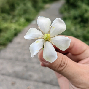随风晴天头像