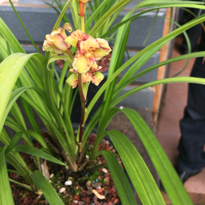九紫兰花头像