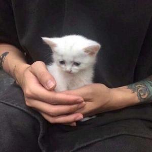 骚猪乔治小王子头像