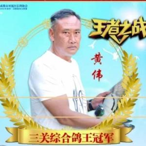 成都黄伟赛鸽头像