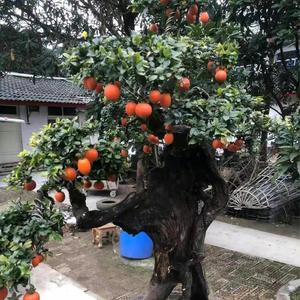 何先生吃票票头像