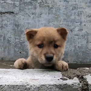 乡园丫仔头像
