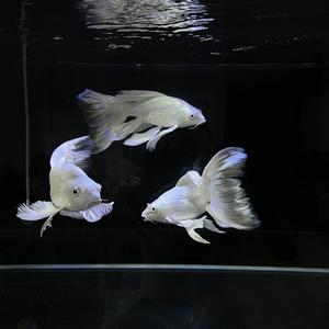 木易头像