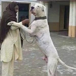 巴基斯坦库达犬头像